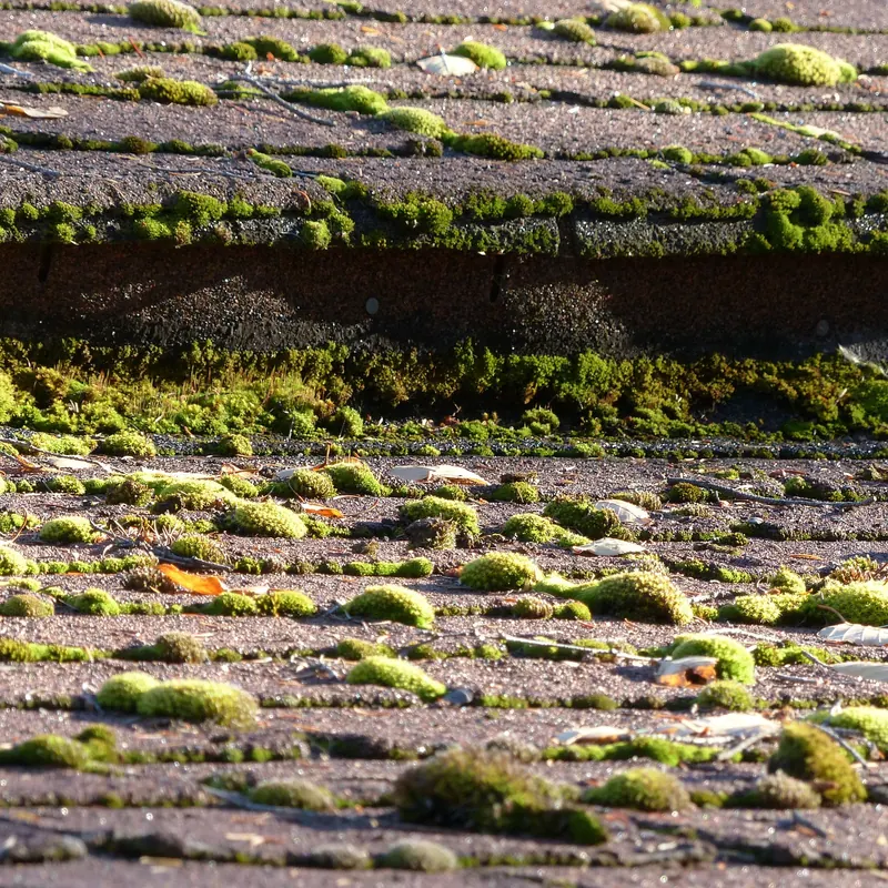 Moss Removal by Revive Roofing & Repairs