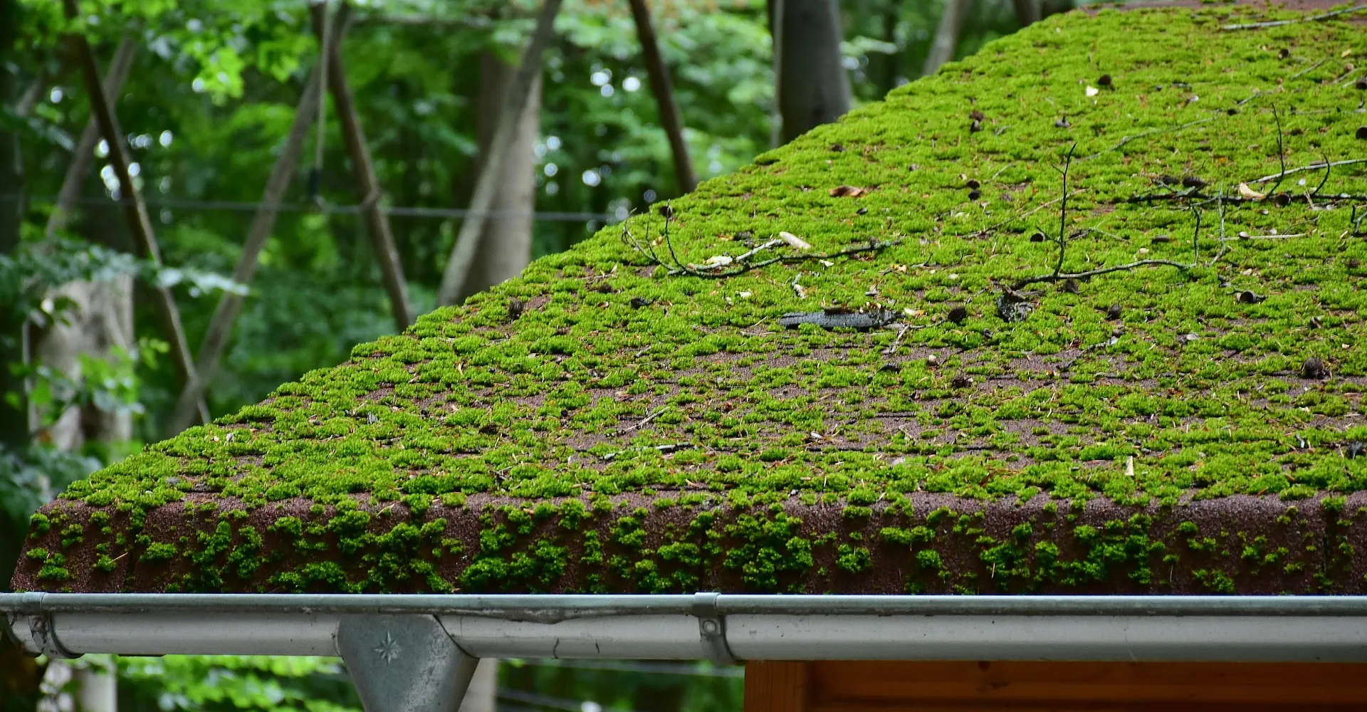 Moss Removal by Revive Roofing & Repairs in Stirling